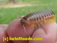 /home//u458753944/public_html/sourcegallery/////////////////////////////////////////////Insects and small critters/millipedes and centipedes/P1060952.JPG